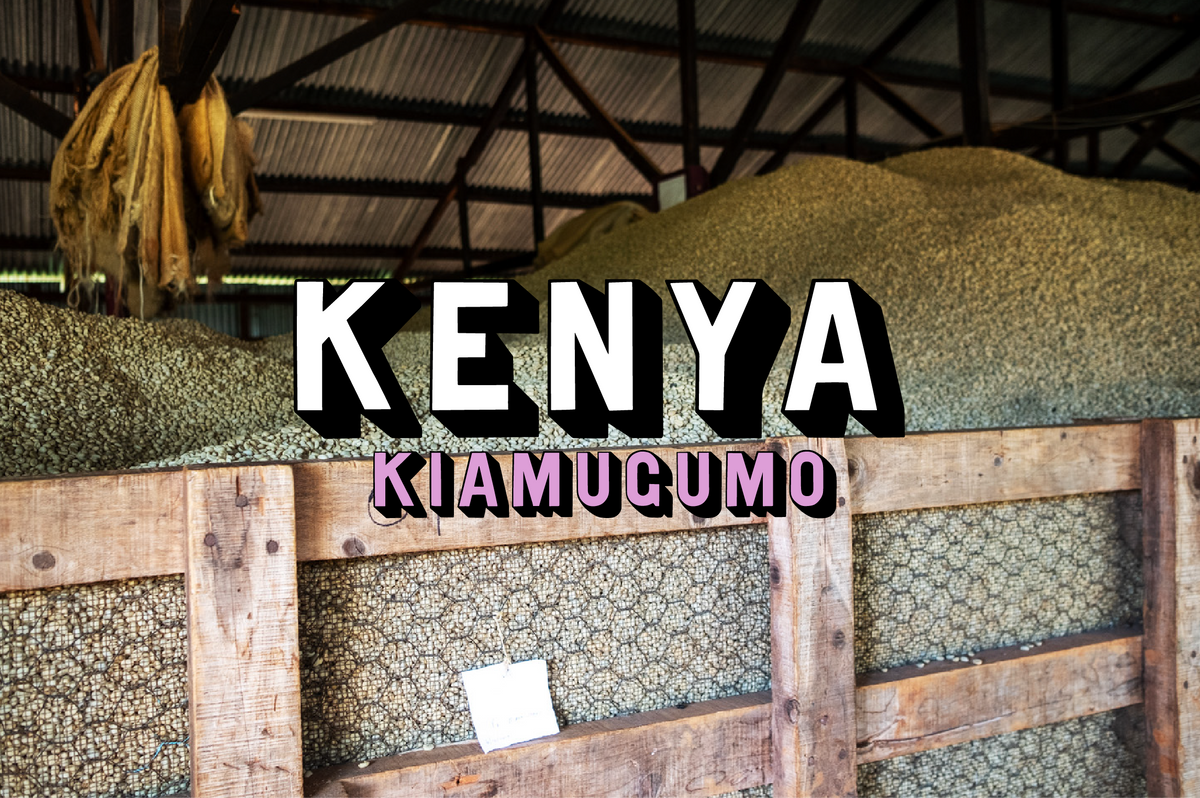 Kenya - Kiamugumo, Washed