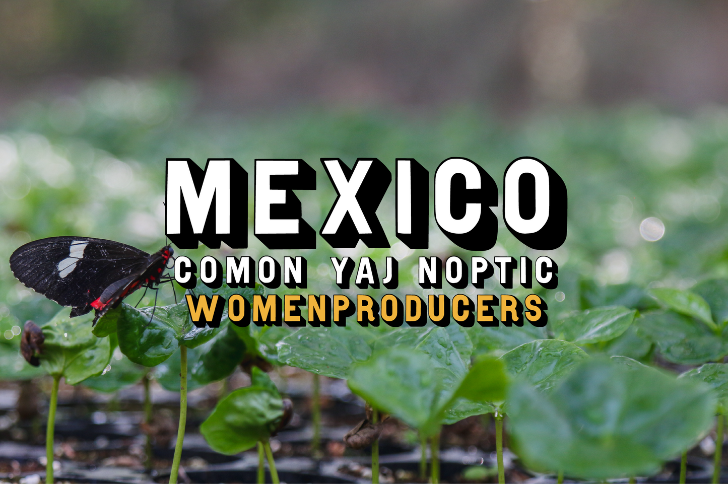Mexico - Comon Yaj Noptic Women Producers, Washed