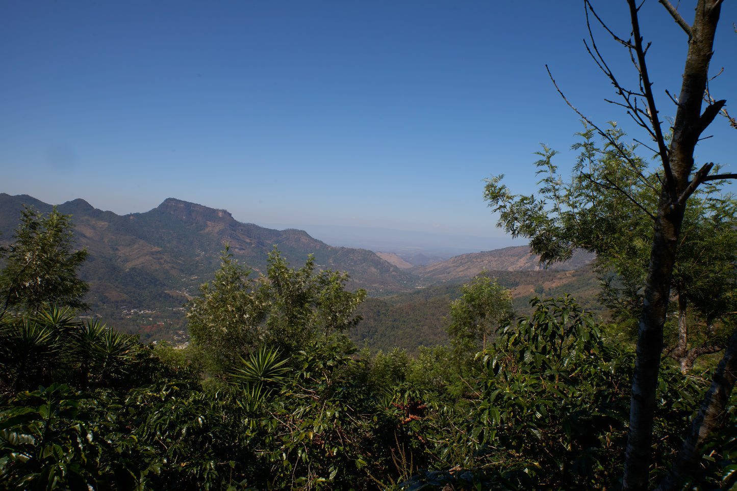 Guatemala - Huehuetenango Washed