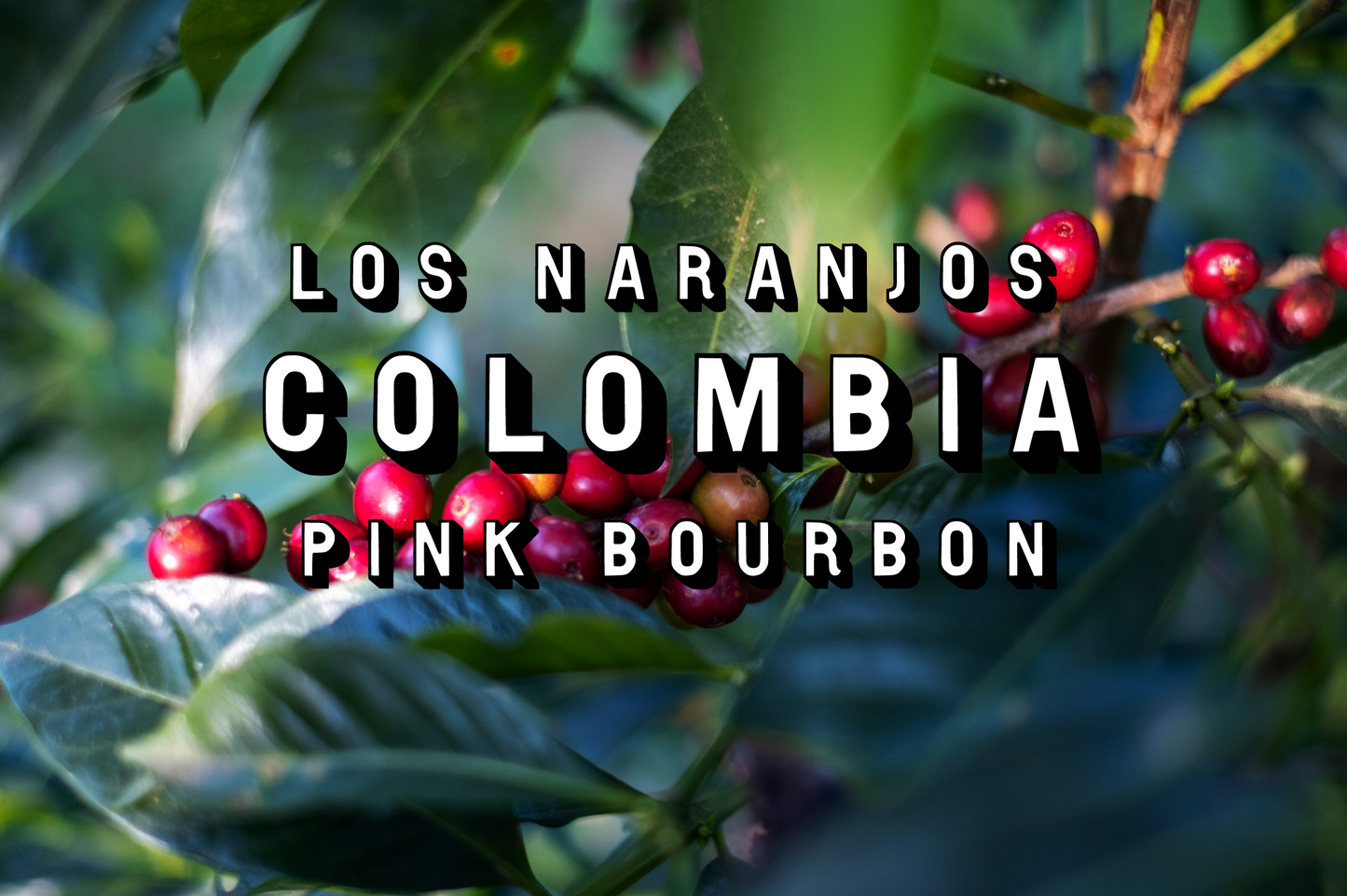 Coffee from Colombia. Image shows ripe coffee cherries. Coffee is a singe variety called pink bourbon.