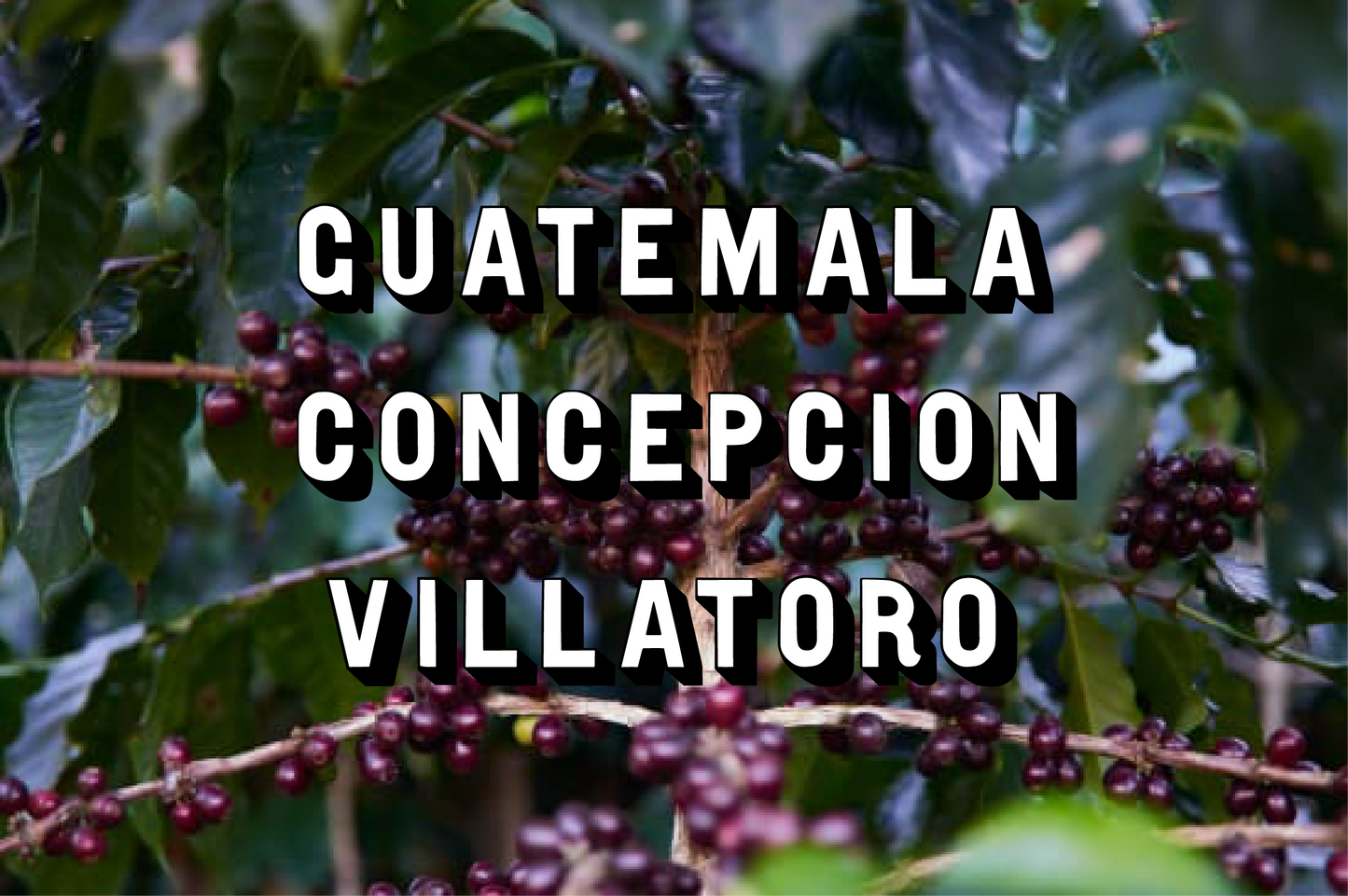 Guatemala - Concepcion Villatoro