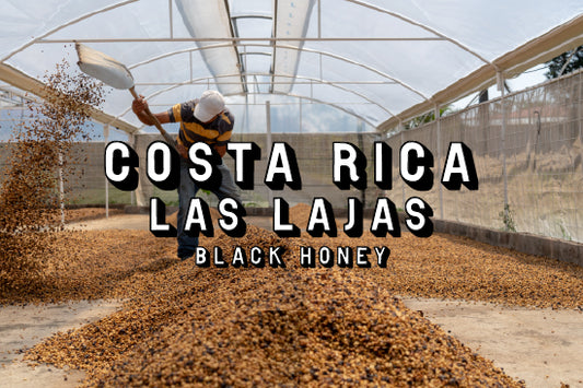 Costa Rica - Las Lajas Finca La Julia, Black Honey