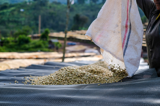 Ethiopia - Abaya, Washed (WS)