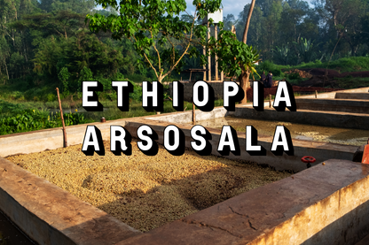 Ethiopia - Arsosala Washed