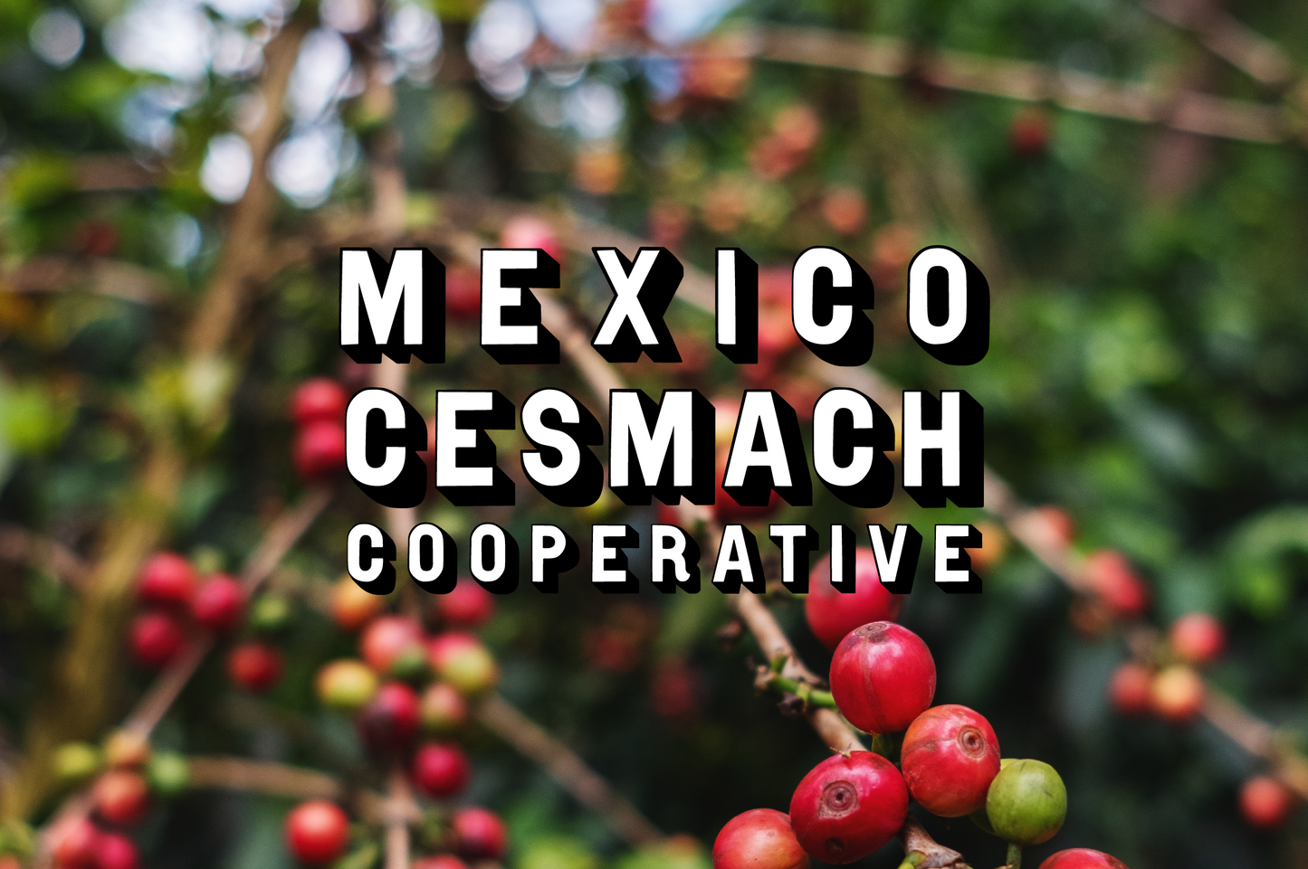 Mexico - Chiapas CESMACH Cooperative, Washed