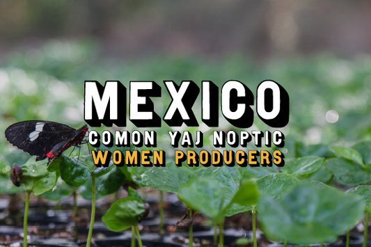 Mexico - Comon Yaj Noptic Women Producers, Washed