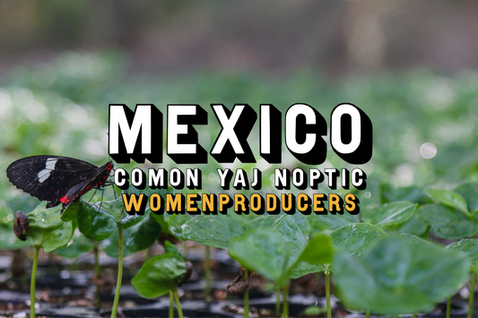 Mexico - Comon Yaj Noptic Women Producers, Washed