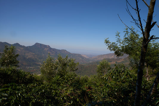 Guatemala - Huehuetenango Washed