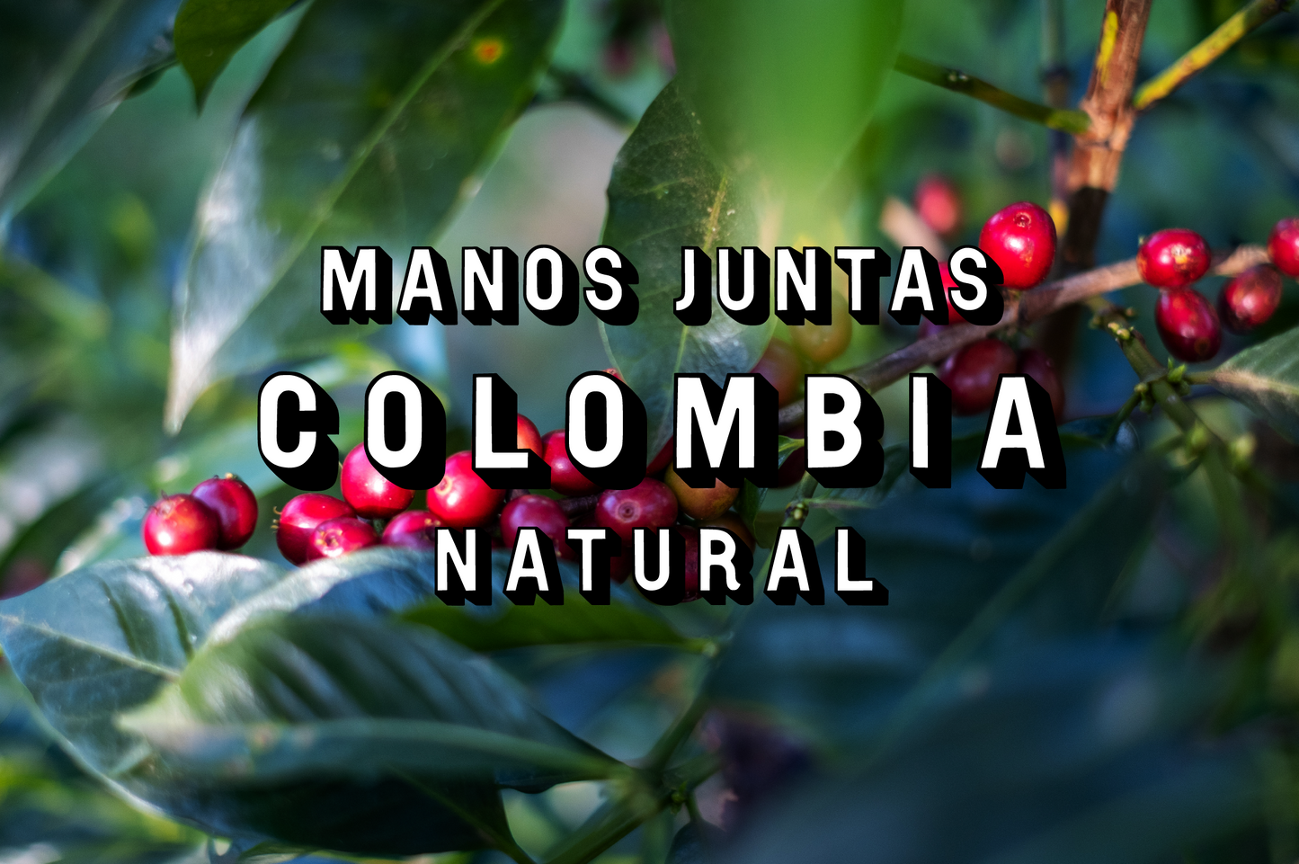 Colomia - Cauca Manos Juntas Micromill, Natural (WS)